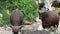 Couple Banteng or Red Bull, male standing and eat grass in the forest, closeup in HD