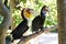 Couple of Bar-pouched Wreathed Hornbills in nature