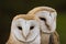 couple of Barn Owls or Common Barn Owls