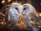 Couple of Barn Owls grooming each other