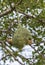 Couple Baya weaver Building Nest On The Tree.