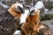 Couple of bearded vulture locking at each other