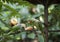 Couple of beautiful Alexandrine Parakeets eating apple on the tree