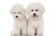 Couple of beautiful bichon frise puppies sitting together