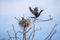 Couple of beautiful black cormorants nesting in a big nest