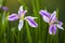 A couple of Beautiful blooming lilac iris flowers under the daylight