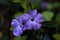Couple of beautiful dewy purple flowers.Floral background.Beautiful spring plants