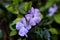 Couple of beautiful dewy purple flowers.Floral background.Beautiful spring plants
