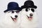 couple of beautiful dogs in glasses and hats