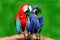 A couple of beautiful macaws