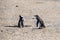 Couple of beautiful Penguins dwelling free in a natural national park in north Patagonia near the city of Puerto Madryn in