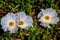 A Couple of Beautiful White Prickly Poppy (Argemone albiflora) Wildflowers