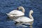 Couple of beautiful white swans cleans feathers on the blue water surface