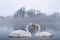 Couple of beautiful white swans wintering at lake. Foggy lake with birds. Romantic background