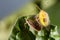 Couple of Bedbug insect on leaf extreme close up photo