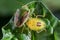 Couple of Bedbug insect on leaf extreme close up photo