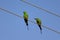 Couple bee eaters eating bee