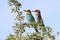 Couple of Bee-eaters on a tree