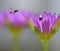 Couple of bees in nature among the lilies.