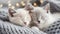 Couple beige and gray kittens in love sleep nap on soft knitted gray blanket. Cats pets Animal sleep, cozy home