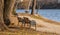 A couple of benches in a new park promenade from the north part of Bucharest in the last days of winter