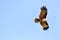 Couple of bird Brahminy kite Haliastur indus flying in the sky.