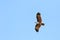 Couple of bird Brahminy kite Haliastur indus flying in the sky.