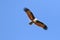 Couple of bird Brahminy kite Haliastur indus flying in the sky.