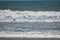 A couple of bird flaying above of sea beach.