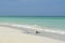 Couple of birds on the beach of Cayo Santa Maria (Cuba)