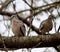 Couple of birds birds on tree