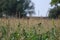 couple of birds in the corn plant in my farm. Sparrows are playing themselves around the field. Curious birds hops and jumps.