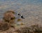 couple of birds on the shore of a lake or a pond, Cavaliere D'italia