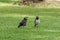 Couple Black-collared starling bird talking in grass field