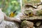 Couple of Black-crested bulbul bird in black yellow on stones wi