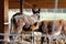 Couple of black donkeys with a baby suckling at stable