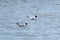 A couple of black headed gulls