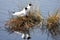 A couple of black-headed gulls