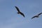 Couple of black kites soaring in the blue sky. Milvus migrans.