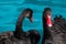 Couple of black swans in pond. Two birds with red beaks swim in blue water of lake. Love symbol or romantic relations