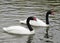 Couple of black and white swans swiming