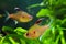 Couple of bleeding heart tetra, Hyphessobrycon socolofi, popular ornamental blackwater fish from Rio Negro