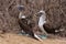 Couple of Blue-footed Booby, Isla de la Plata Plata Island, Ecuador, Ecuador