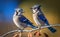 A couple of blue jays on the branch with blurred blue sky background, generative AI