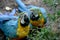 A couple of blue macaws