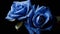 couple of blue rose closeup view with water drop on it generated by AI tool