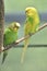 Couple of Bright Colored Budgies Sitting Together on a Branch