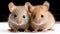 A couple of brown mice sitting next to each other, laboratory animal, testing model for research