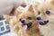 Couple brown pomeranians