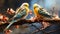 A couple Budgerigar sit on a branch infront view